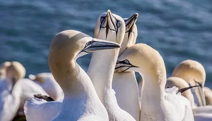 选人难，被选也难！疫情之下NBA选秀大变样