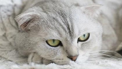 欧冠进球数预测-W1D3每日TOP5：Assum灵巧微步，莲花绽放斩双敌